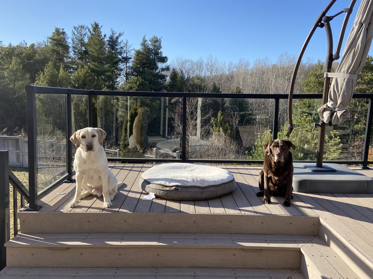 crons06's tweet photo. K9 Blaze and Retired K9 Timber get it!! Why can’t humans? #PhysicalDistancing #SocialDistanacing #FlattenTheCurve #StayHomeSaveLives https://t.co/MXmRIN9jJq
