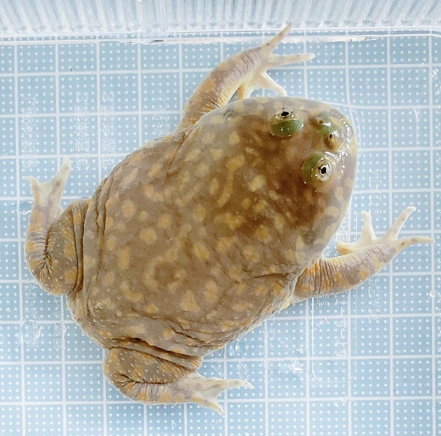 @kemurinoshingo はじめましてm(_ _)m　教えて下さいませ🙏
昨夜、うちのバジェットが鳴いた様な…？　威嚇じゃなくて、ケースに入ってる時に自然に鳴くコトありますか？　よろしくお願い致しますm(_ _)m 