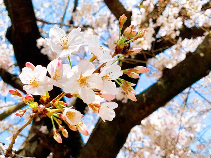 昨日お昼に撮った桜🌸 