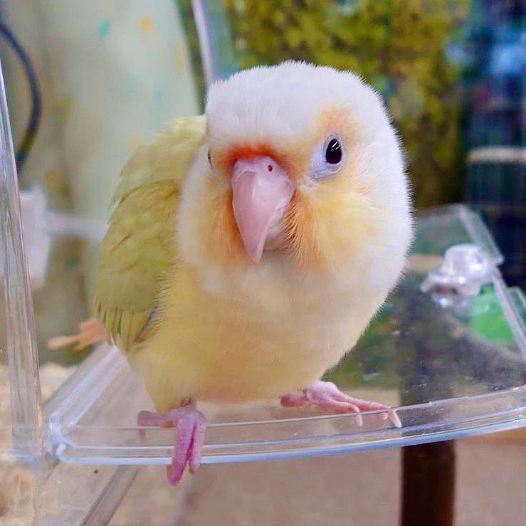 ウロコ インコ 値段