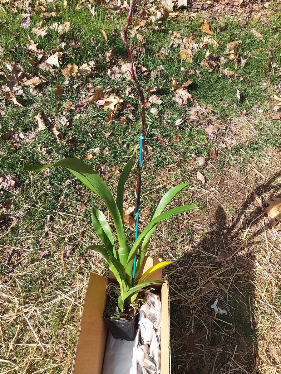 First orchid, unwrapped- you can see that its spike(the stalk an orchid blooms from) was well staked and packed, and so arrived intact, all buds undamaged. For scale, the unwrapped plant is taller than my goats-