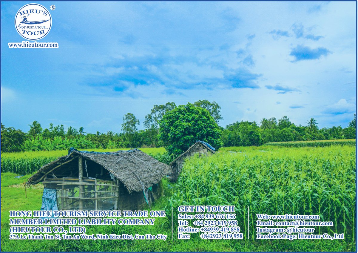 hieutour's tweet photo. The adventure to endless corn farms where you can learn about the process of growing corn, how farmers grow and harvest smoothly. It will definitely ideal things for those in pursuit of authentic experiences in rural areas. #hieutour #travelcompany #travel #cantho #Vietnam #trip https://t.co/qF5htb1z3e
