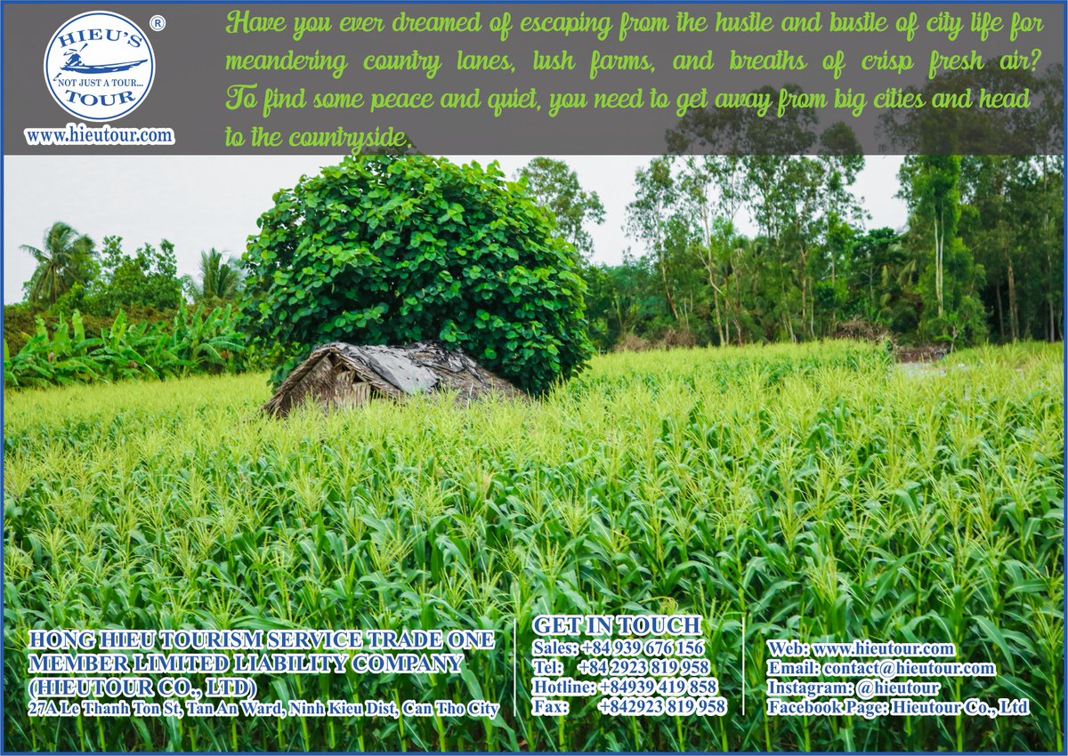 hieutour's tweet photo. The adventure to endless corn farms where you can learn about the process of growing corn, how farmers grow and harvest smoothly. It will definitely ideal things for those in pursuit of authentic experiences in rural areas. #hieutour #travelcompany #travel #cantho #Vietnam #trip https://t.co/qF5htb1z3e