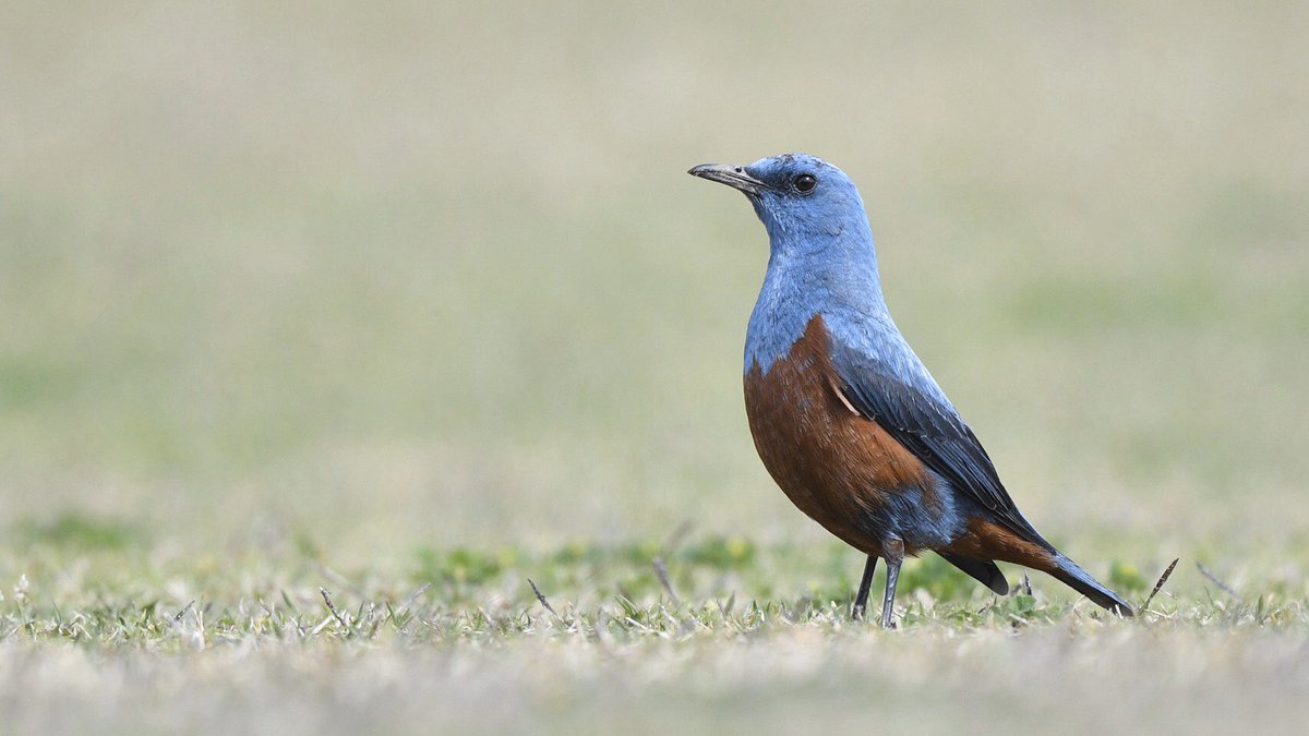 東京大学 愛鳥研究部 本日の鳥はイソヒヨドリです オスの青い羽が綺麗ですね 鳴き声も素敵です 鳥研写真館 東京大学 愛鳥研究部 本日の鳥はイソヒヨドリです オスの青い羽が綺麗ですね 鳴き声も素敵です 鳥研写真館