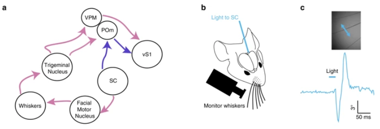 NatureComms's tweet photo. There is no direct pathway between the #SuperiorColliculus to the #cortex. Here, the authors find that the superior colliculus connect to the cortex via a powerful di-synaptic pathway through the #thalamus. #neuroscience @JCSMR, @scienceANU, @GregStuartLab, @GharaeiSaba https://t.co/QYTE6jtpw2