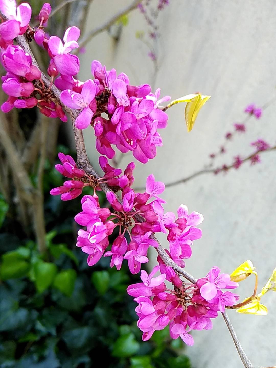 開歌 かいか 新体制 ノﾈﾎﾞｽｹｰ お花紹介316 花蘇芳 ﾊﾅｽﾞｵｳ 花が咲いた後にハート型の葉っぱがつくらしい 花言葉は疑惑 裏切りなど 別名ユダの木とも呼ばれるよ 青木眞歩 T Co Xtcrogjhjs Twitter