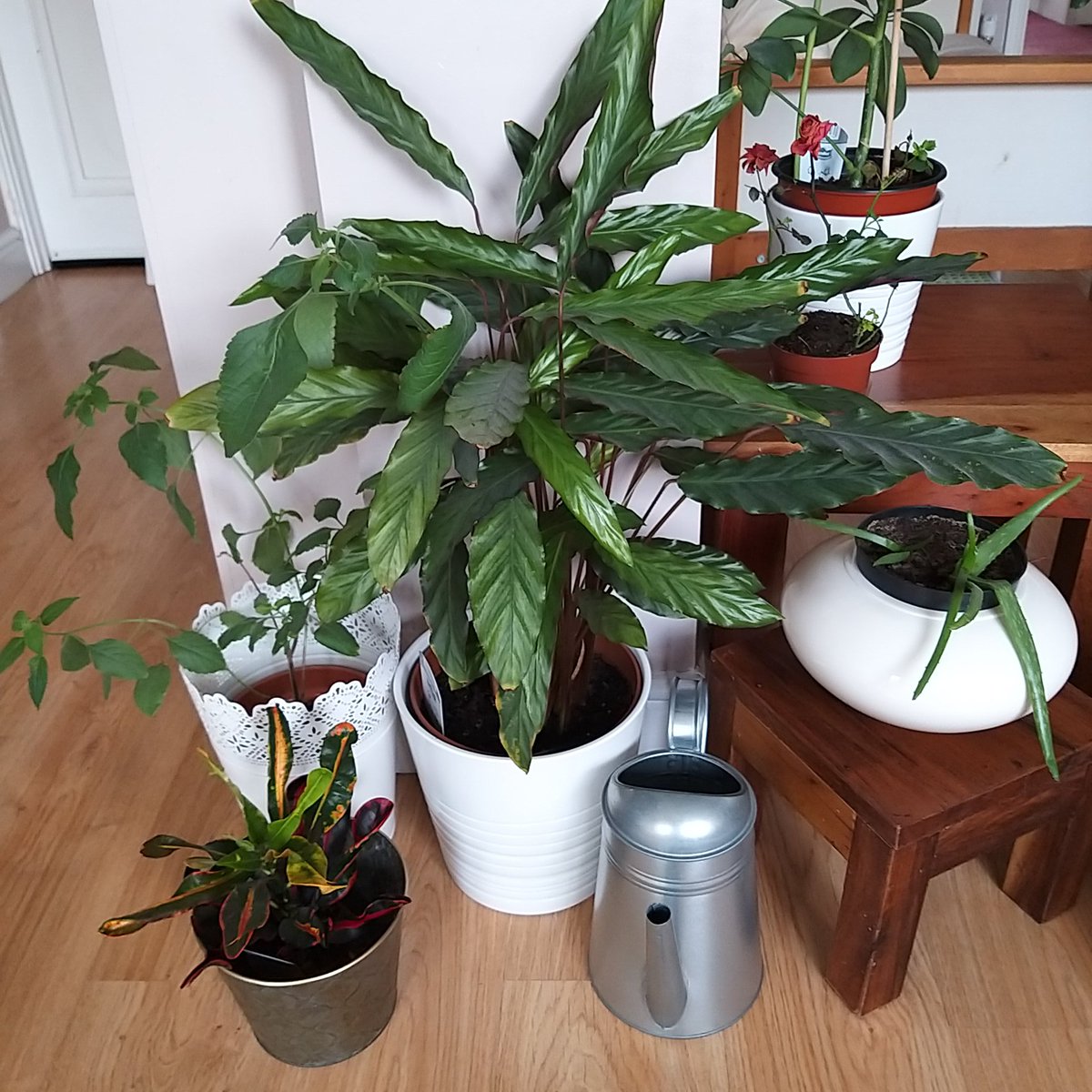 CakesByMinel's tweet photo. @Ady_Dayman @BBCLeicester 
Letter H
Houseplants!
🤗❤🌍
Xxxx https://t.co/53ldW0QlsW