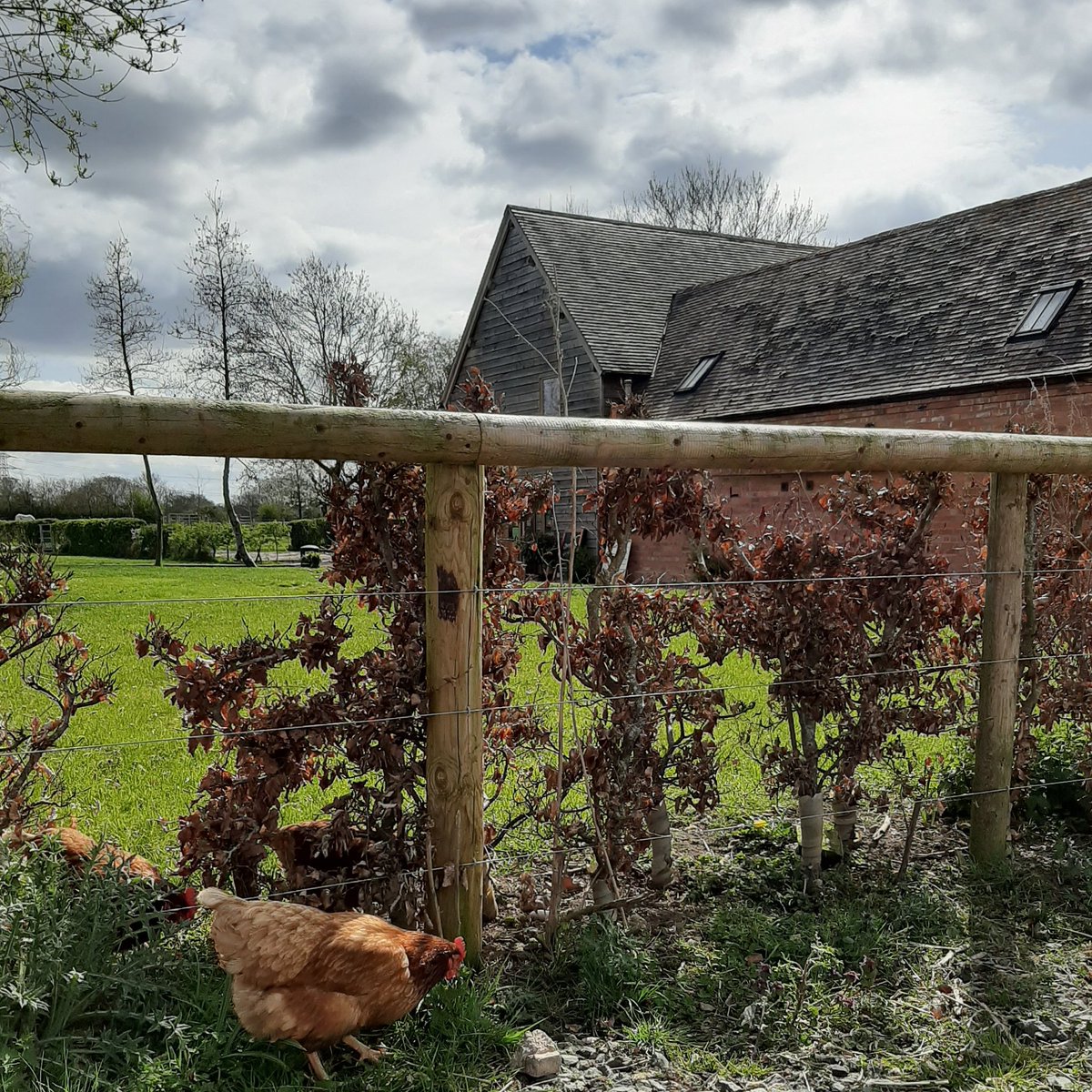 We'd love to launch a new BBQ Box - but it's not quite the weather for it yet... when we do, what would you like to see in it?
Jen's Hens are loving having the cafe gardens to themselves!
#supportlocal #farming #food #droitwich #WorcestershireHour
churchfields.farm/click-collect