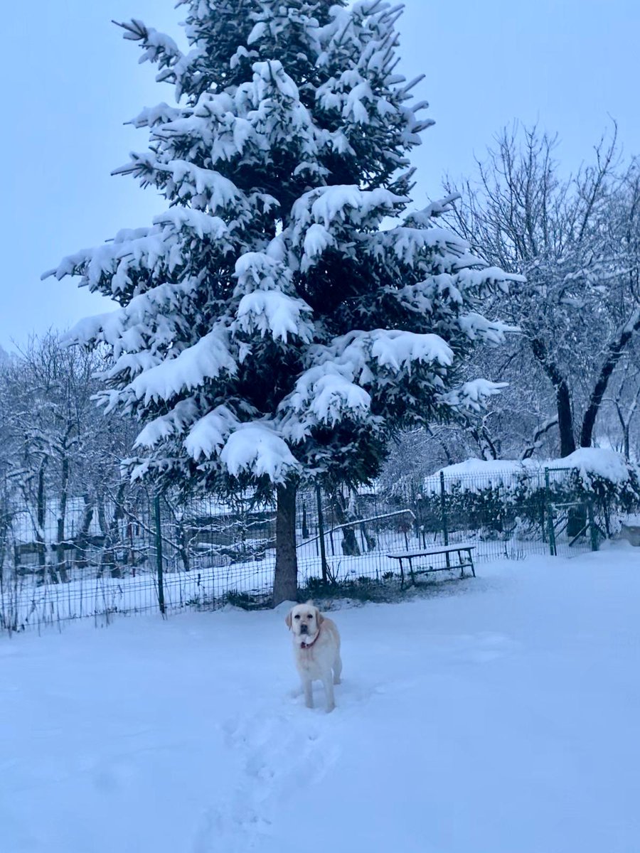 CamiPopescu16's tweet photo. Hace 3 días que no nieve aquí. 
Será que finalmente llega la primavera y como que esto es un plácido sentimiento ='') https://t.co/Czn8hf5TFb
