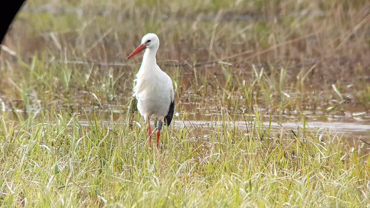 A white stork seen this morning in the wildspace. One seen last year flying over but this one was on the ground. Looking at the rings it might be a release from Knepp. Photo Duncan Poyser