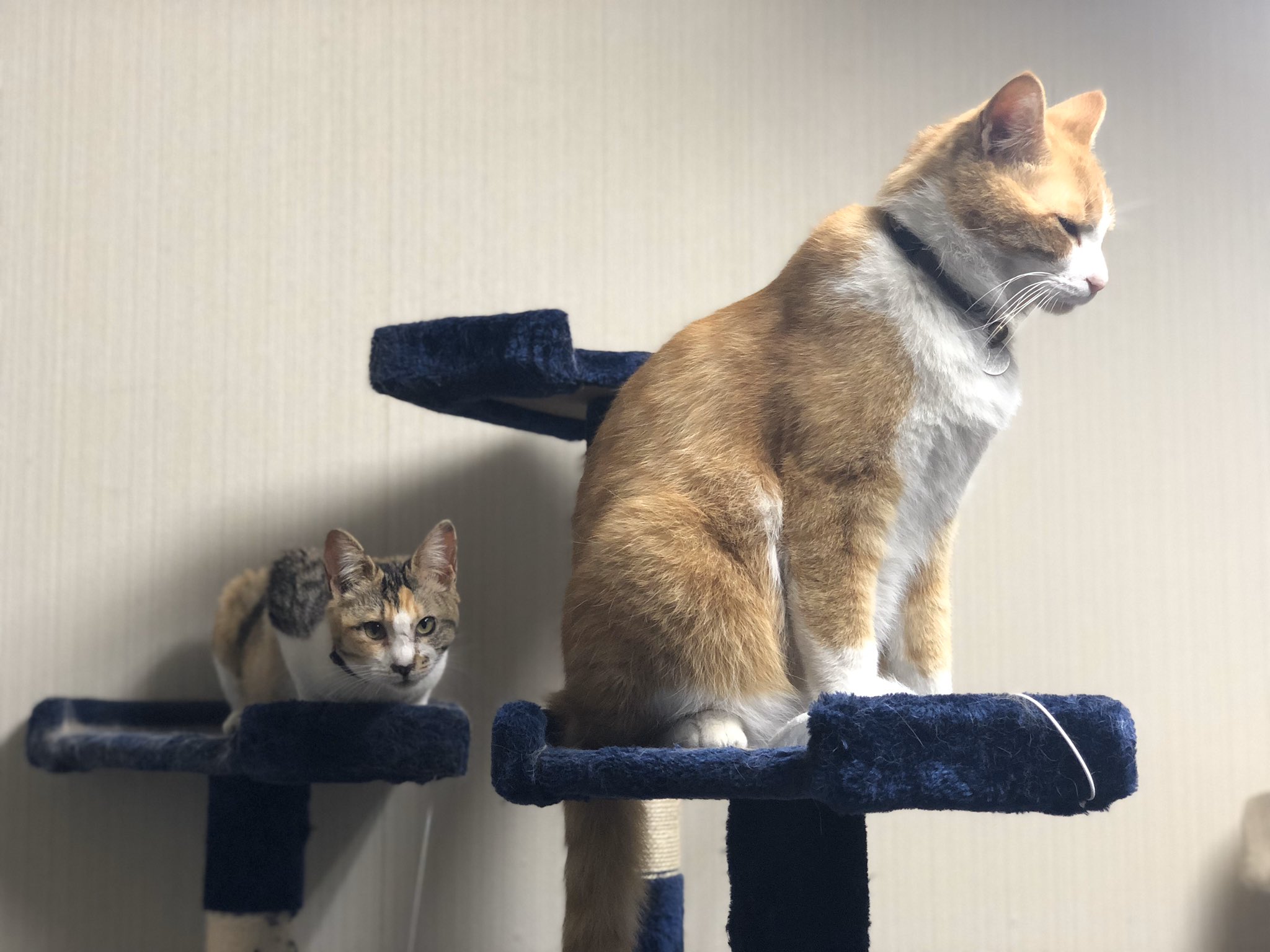 猫の庭先 大きさ比較的です 子猫の様ですが大人です T Co Kpvxk2axp1 Twitter 猫の庭先 大きさ比較的です 子猫の様ですが大人です T Co Kpvxk2axp1 Twitter