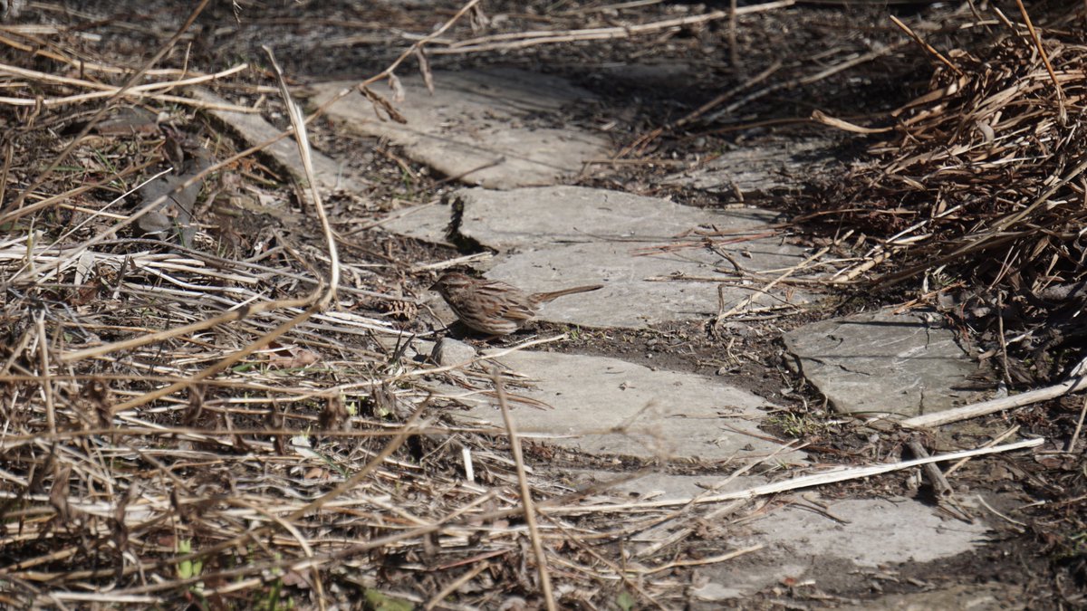 If you listen early in the morning, you can hear lots of bird song from all the returning birds. Song sparrows are one of the more recent migrants coming back to feeders, but they can be flighty and hard to photograph. What did you see this morning on your #BreakfastBirdwatch?