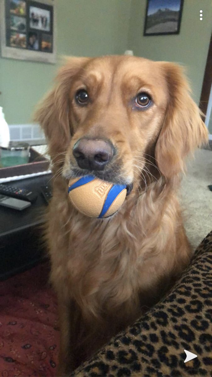 dce_Mueller's tweet photo. My coworker is all play, no work!  She makes it hard to not get off task while I’m teaching from home! #Murphy #teacherprobs https://t.co/tJ0w52BtnU