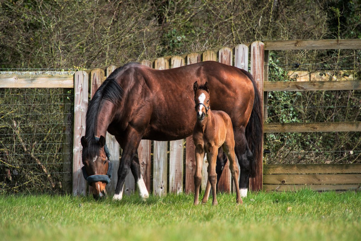 coolmorestud tweet picture