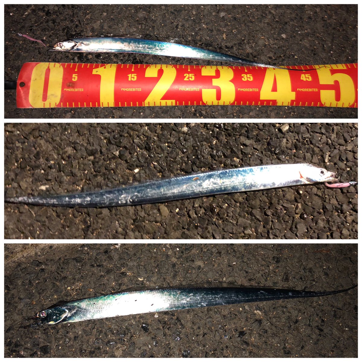 So C 若洲love 今日は若洲でカレイ狙いとタチウオ狙い カレイ狙いは安定のボウズ 久しぶりに早起きして行って17時間 釣りしましたが結局夜のタチウオだけでした