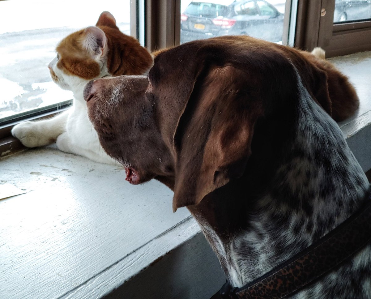 oldbuffalo's tweet photo. #Dailypicturetheme @DailyPicTheme. #peekingout https://t.co/FHtJcfZfnJ