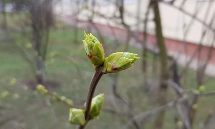 ExploraRusia's tweet photo. La primavera con su algarabía 🌱☀️
Hoy de camino al súper. 
@rey_rrodriguez
#ExploraRusia #floración 
#primavera #ReyRodriguez #Moscú #Rusia #staysafe #PostEnTiemposDeCovid19 
#StayHome #Moscow #Russia #covid_19 #Cuarentena https://t.co/KKM4QGCO59