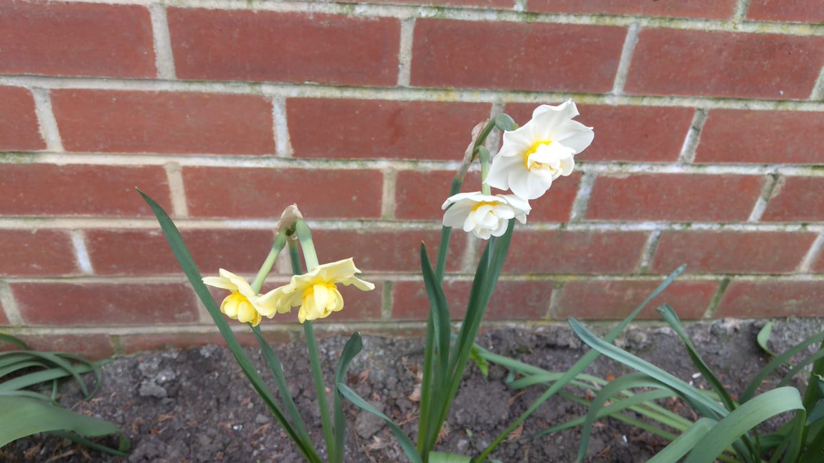 Instantly regretted wearing a wooly hat on today's walk as it's actually quite mild outside ☺️ we mixed things up a bit today and walked our usual route the opposite way. Spotted some 2 headed daffodils