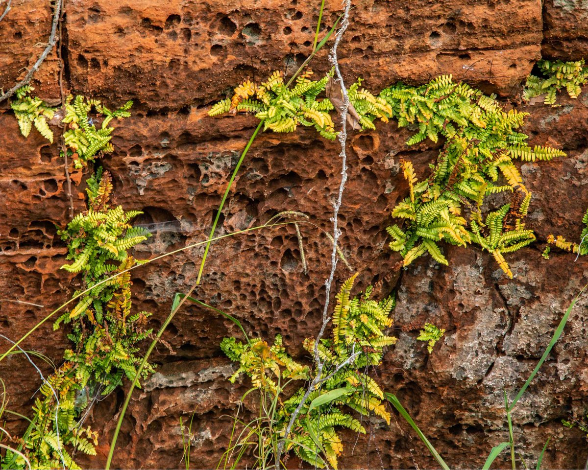 The little things can make the biggest impact. Mother Nature is incredible! 
📸: Mike Hicks
zcu.io/E2fI
#rrcap #oklahoma #redrockok