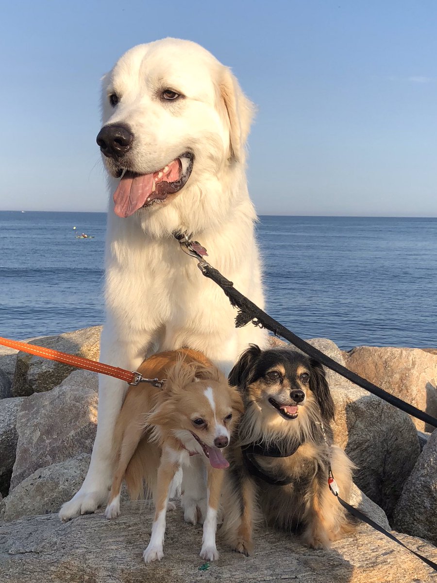 Elizabeth Beisel tweet media