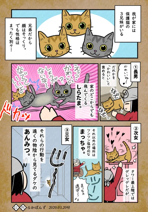 【毎日更新中】数年前に保護した猫3兄妹の性格がぜんぜん違う話、まとめ1(ゴロゴロ編、おもちゃ編)#保護猫3兄妹 #猫 #猫漫画 #コミックエッセイ #猫マンガ 