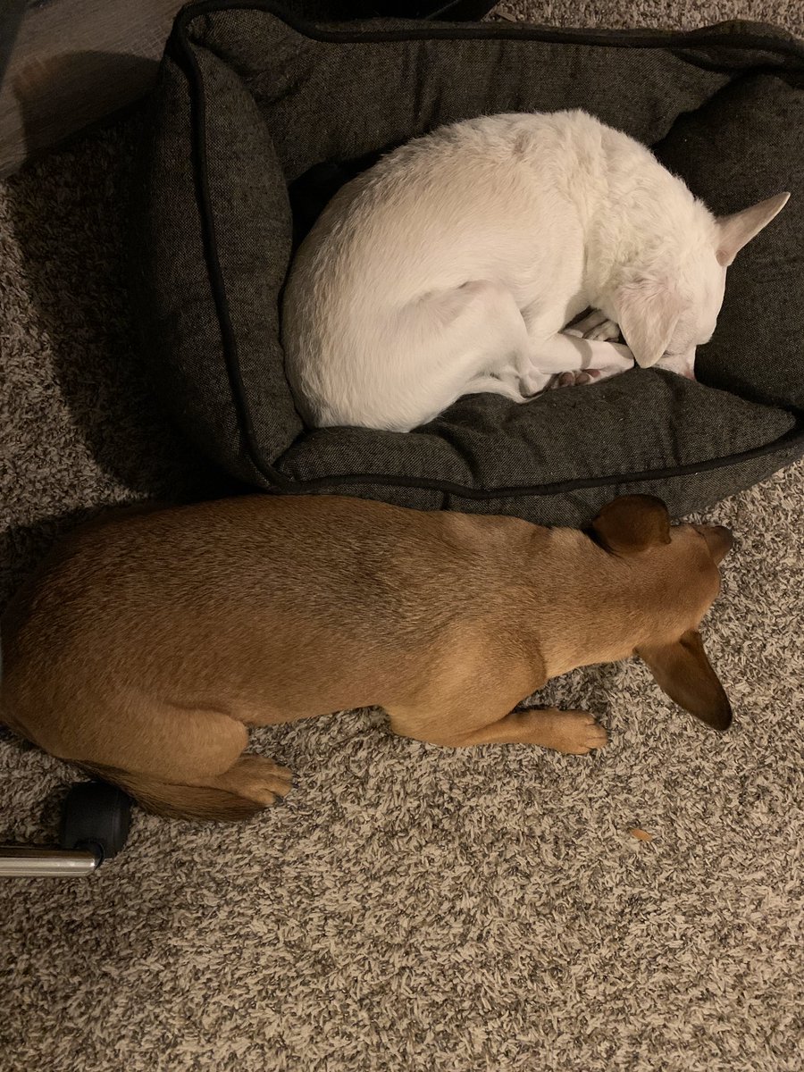 lisacfriedrich's tweet image. SHOUT OUT @tomlinsonsfeed - thanks for delivering our dog food straight to the dang door! These guys appreciate it! 💜🐶🐶💜