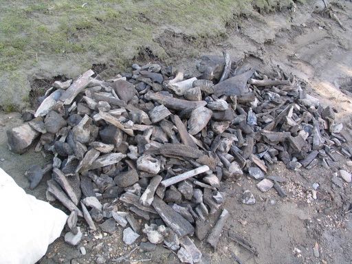 One site, Petunia Pt (after Elizabeth), yielded ~1150 fossils. It took 4 of us ~3 hrs to collect and pile these up, including about 80 mammoth teeth. It’s prob. the most fossiliferous place I’ve worked, though the Klondike is similar but fossils come out more slowly. 11/n