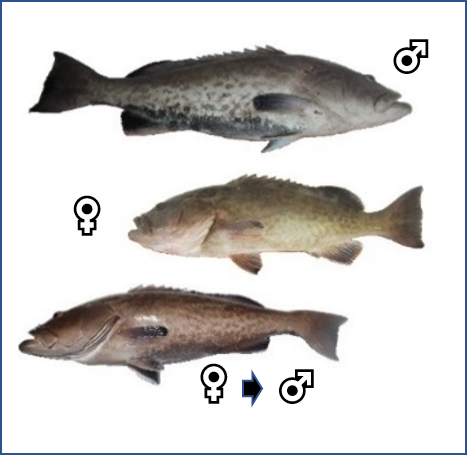 BarbieriSue's tweet photo. Twitterverse, pls be kind. This is my first attempt at a thread (so you DON't just reply to yourself huh?)
about #protogynous gag & our new paper https://t.co/nQY0hHSDBT
Gag all start out female, with older, larger fish turning into males. Those turning are called transitionals https://t.co/WnQ8RDzdph