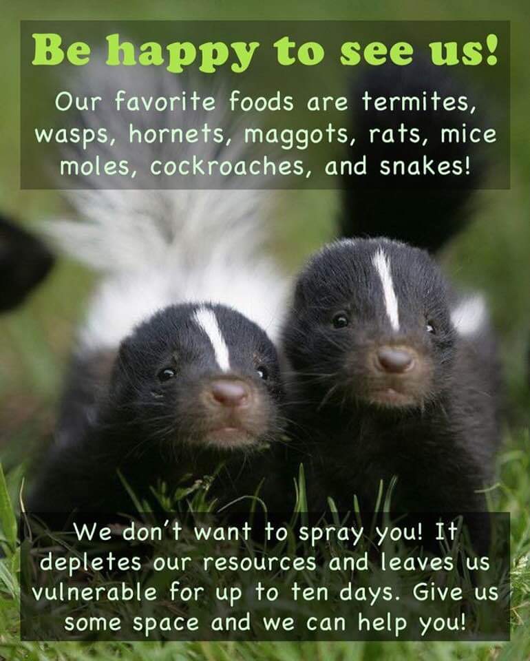 ChristyLynn419's tweet photo. #FridayThoughts #Skunks #ASignOfSpring https://t.co/iteE2cjoBJ