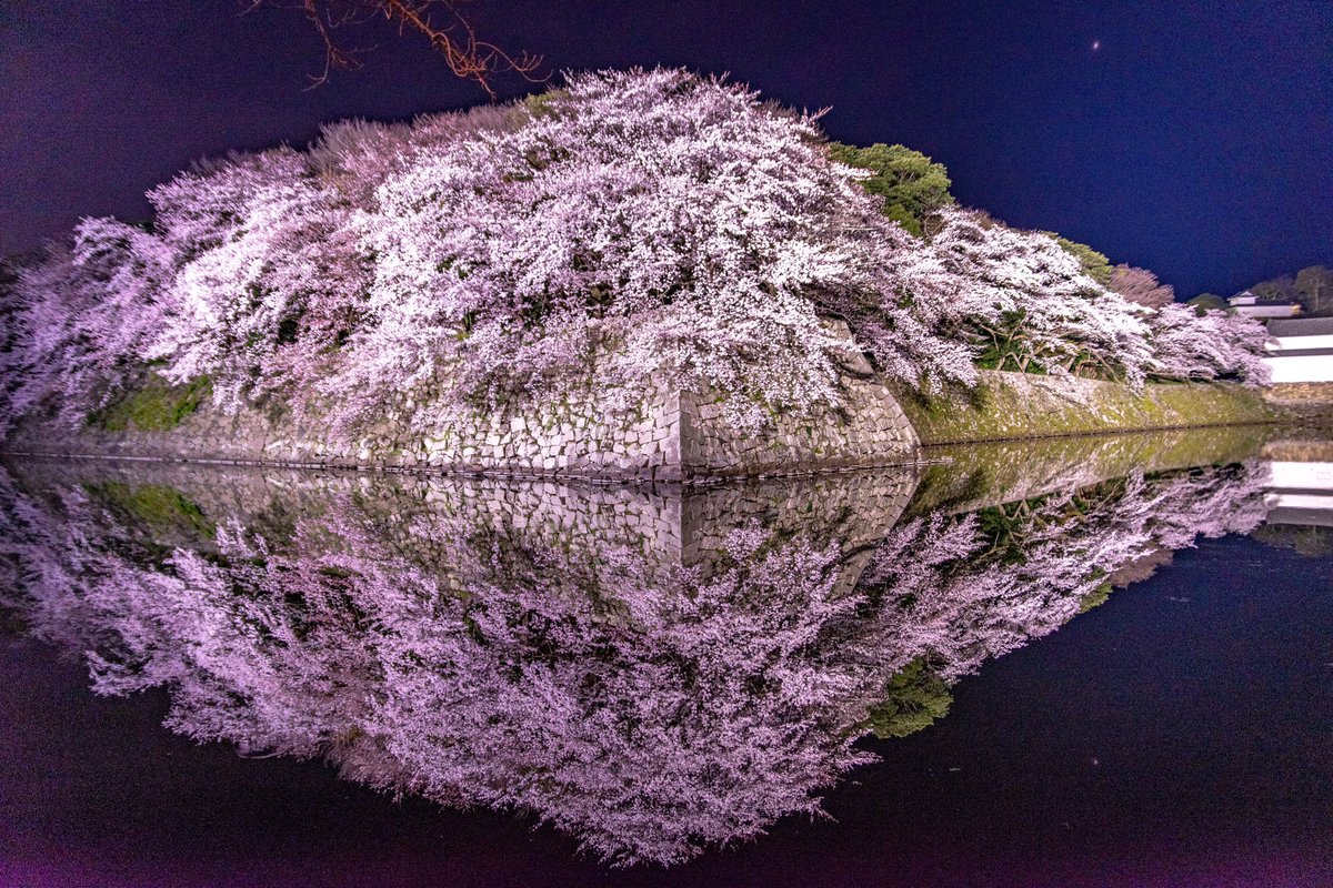 熊頼ﾀｲﾌｼｬﾜｰ カメラ垢 彦根城の桜 彦根城 桜 ライトアップ 夜桜 写真好きな人と繋がりたい 写真撮ってる人と繋がりたい