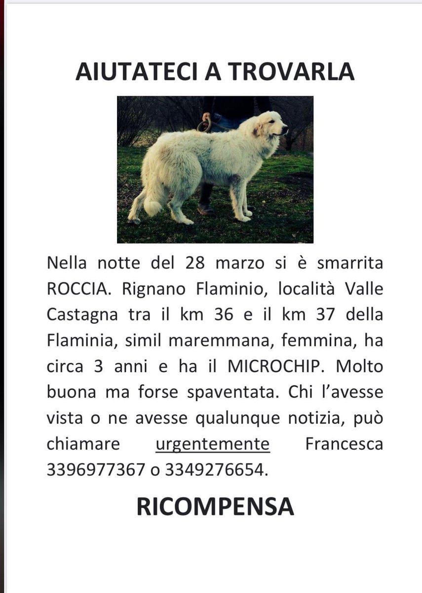 🆘🆘 #smarrita #Roccia a #RignanoFlaminio 👇👇#4voiceless