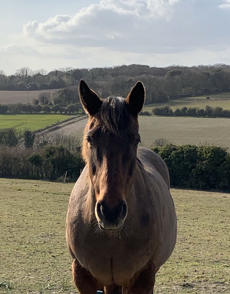 EatingPlant's tweet photo. A Beauty in Kent #horses #animals #vegan #compassion https://t.co/gILHSFM7Hq