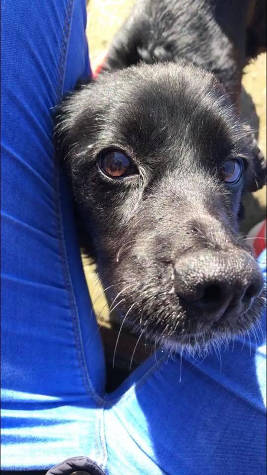 rosieDoc2's tweet photo. *#MISSING #COCKER #SPANIEL
Last seen yesterday 2/4 evening.
Very old&confused black lady
Doesnโt normally go far from home but with there being no traffic worried she could have crossed the road (#A458 #Tasley)
TASLEY, #SHROPSHIRE AREA
https://t.co/4BjuJcWN3T
@ShropshireStar https://t.co/O0KvIBqelE