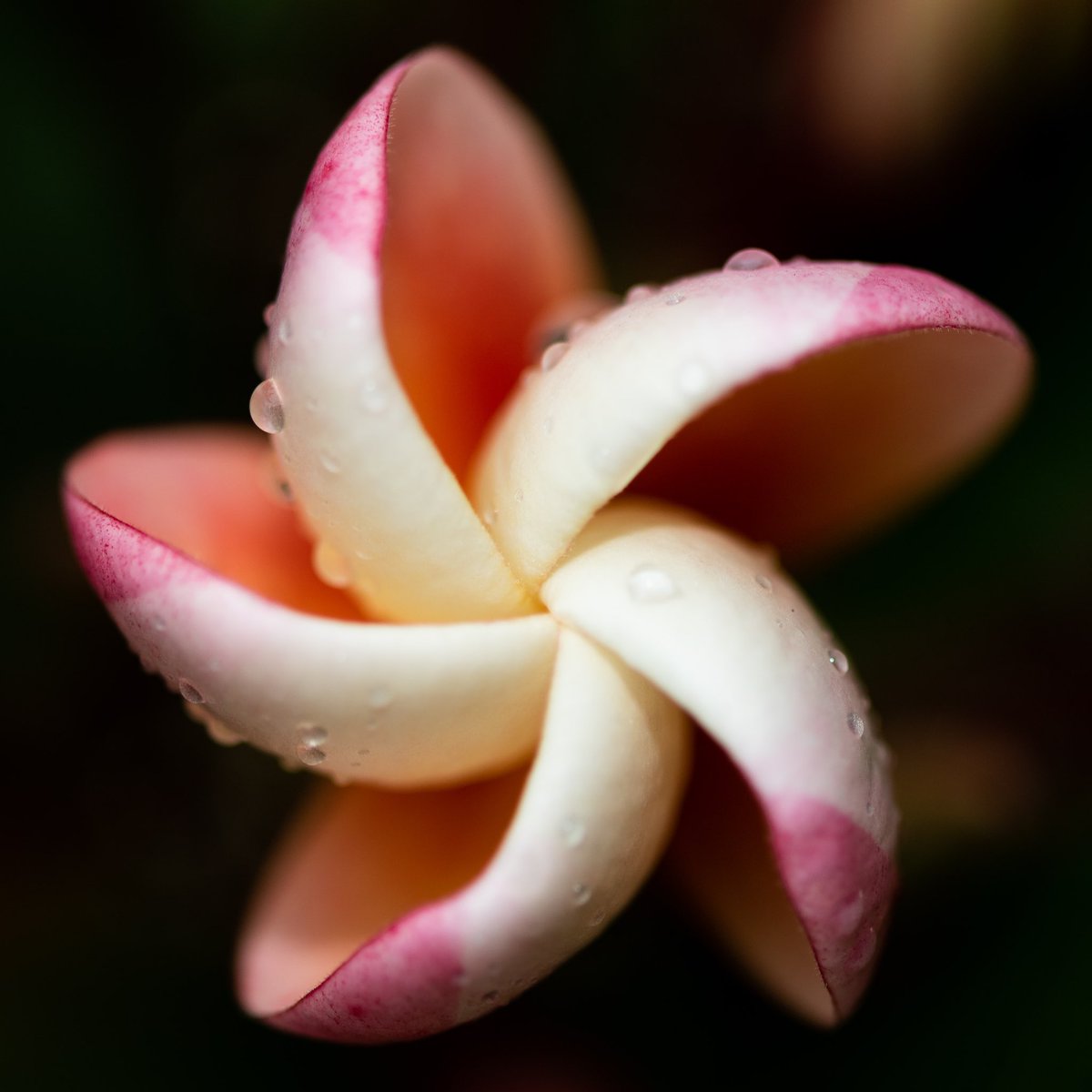 This is my <a href="/CanonAustralia/">Canon Australia</a> #canonphoto5 entry for brief 1 - “Plants &amp; Up-Close”.