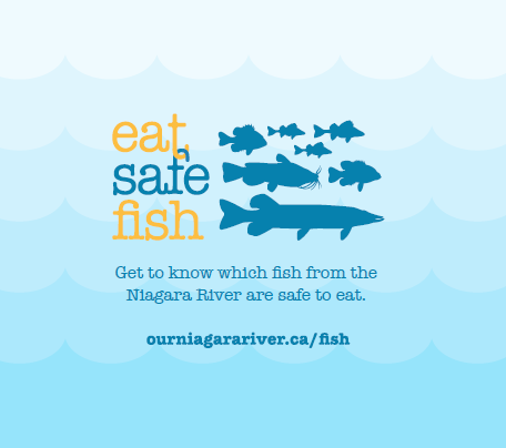 For this week's  #fishfriday: we're highlighting a booklet we created using info from the Guide to Eating Ontario Fish to help you easily make choices about the fish you eat from the  #NiagaraRiver.  /1