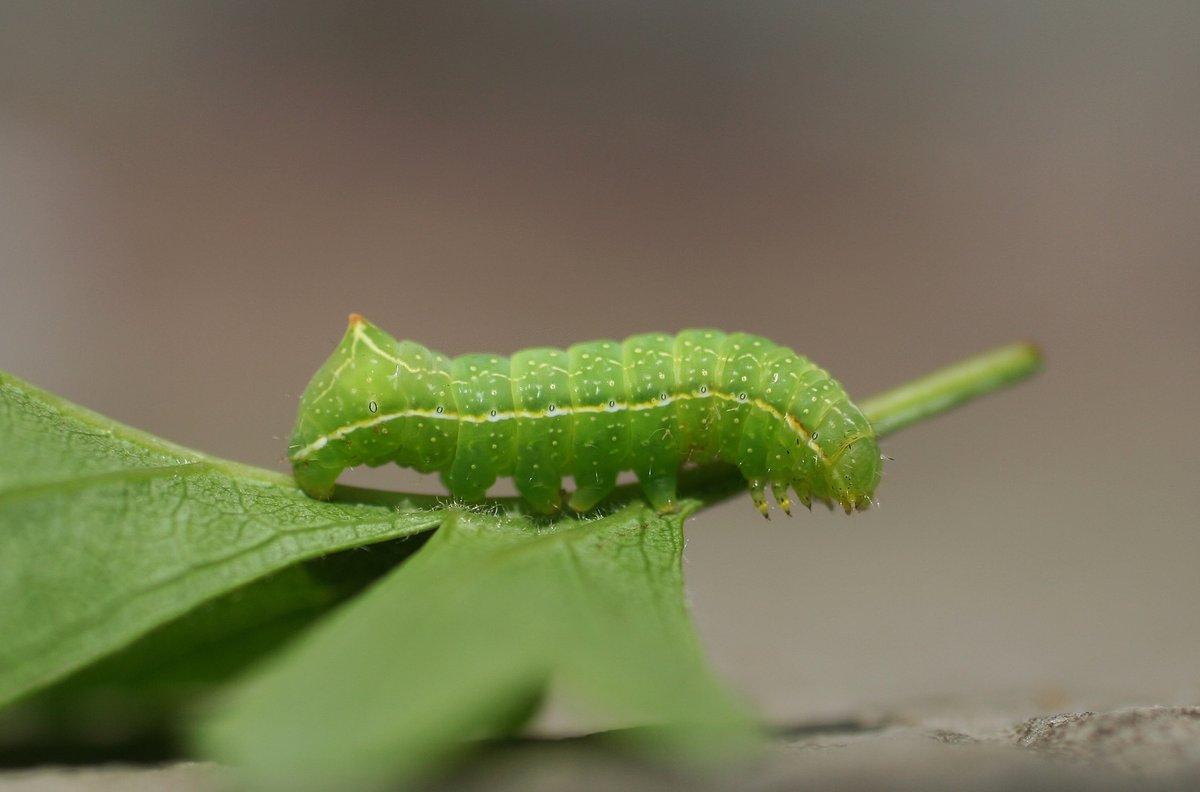 Artificial light is known to have many disruptive impacts on moths, potentially acting across the entire life cycle (inc. documented effects on reproduction, larval development & pupal diapause); however, most studies have focused on the adult stage. [4/11]