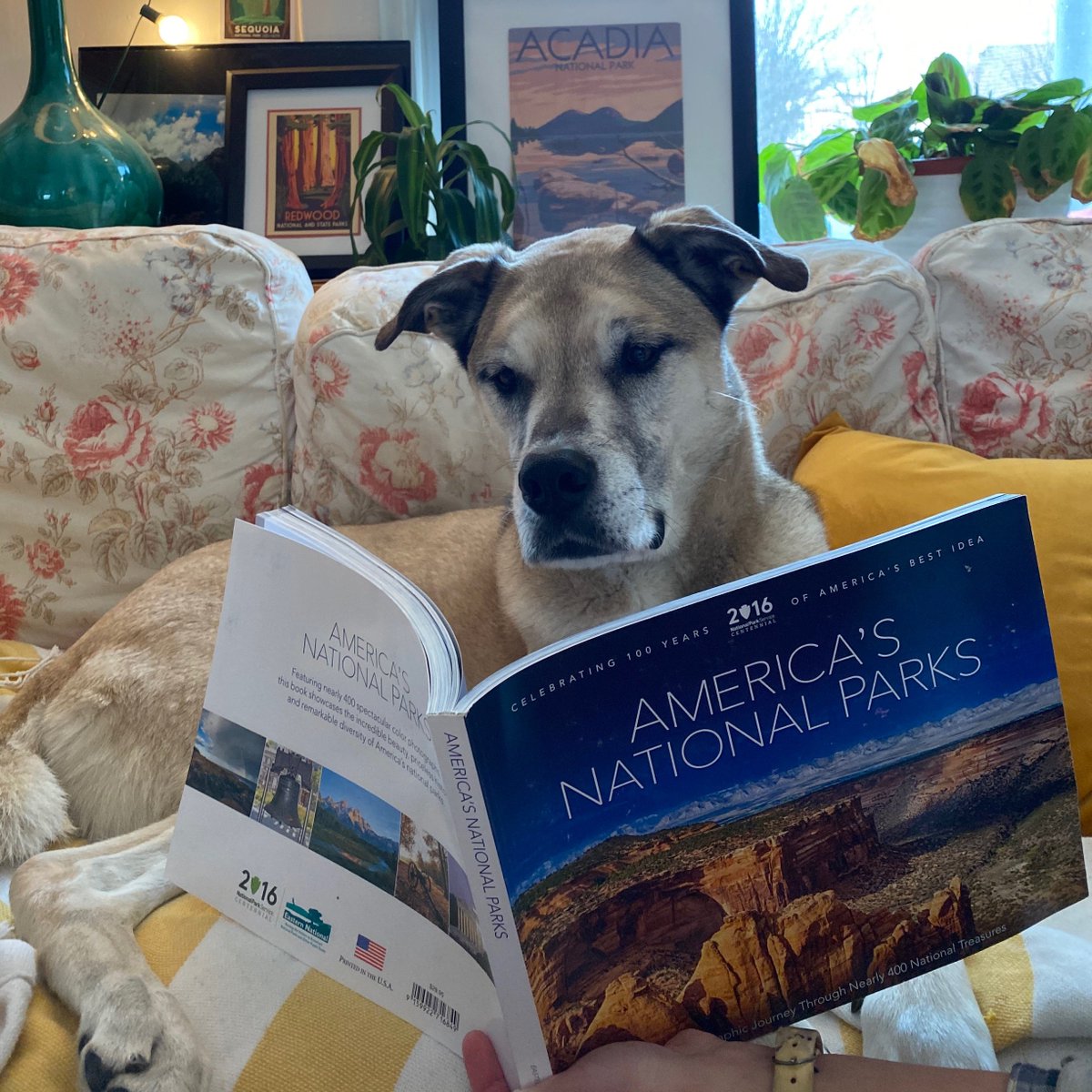 Leo is loving having his human home and is catching pup on his reading. What national park book should Leo read next? #FindYourPark  #EncuentraTuParque