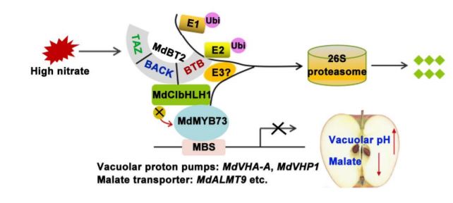 PlantPhys's tweet image. BTB-TAZ domain protein MdBT2 modulates malate accumulation and vacuolar acidification in response to nitrate #FruitDevelopment #BiFC #PlantBiology doi.org/10.1104/pp.20.…