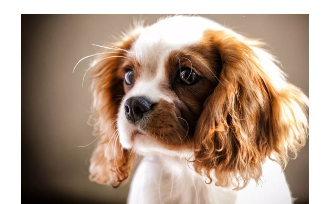 vickster387's tweet photo. The Canary Islands were named after dogs not Canaries 

#FunFactFriday https://t.co/JOCojJ4Dy7