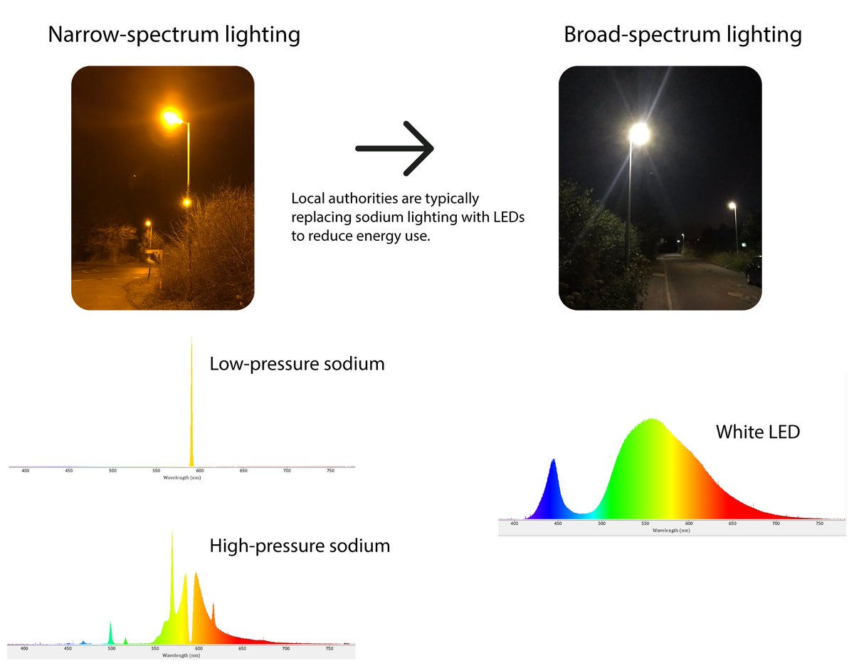 Many places are undergoing rapid shifts in street lighting, with sodium lamps often being replaced by white LEDs.The consequences are largely unknown, but it’s predicted that broader spectrum lighting has greater scope for ecological harm. [3/11]