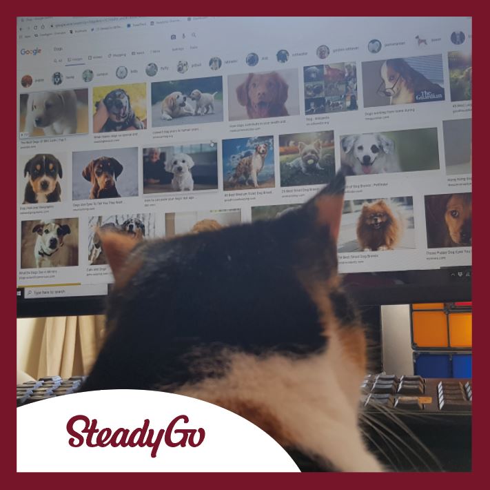 Our new recruits are hard at work and learning the ropes from home...  
Happy Friday everyone! 

#nationalpetmonth #pets #cats #dogs #workingfromhome #friday
