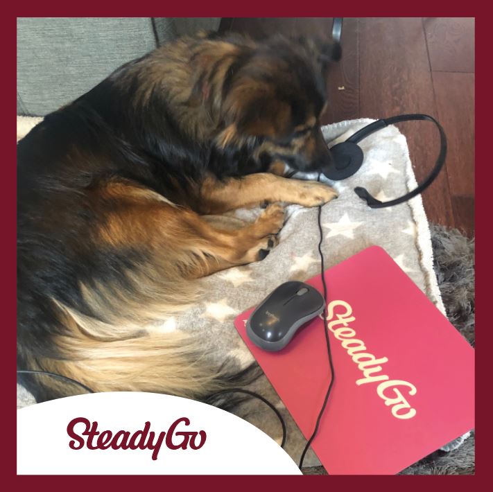 SteadyGo tweet media