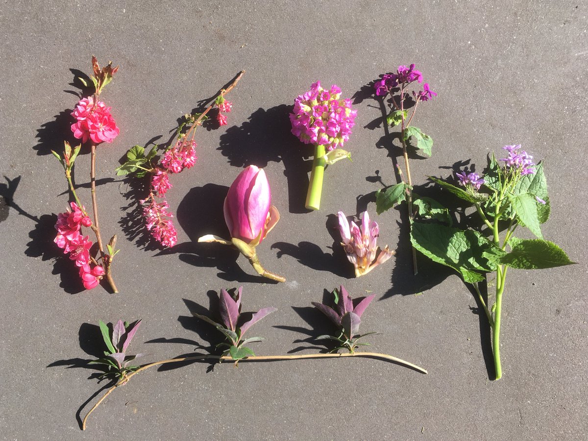 arboretumkalmt's tweet photo. De tuin is dicht, we gaan verder met het digitale #dagboek van Arboretum Kalmthout. Vandaag #zuurstok. Suggesties voor kleur/thema van morgen? Wie herkent de meeste planten? Morgen volgen de namen. De namen van gisteren staan op https://t.co/LHm14WWfRp #COVID19BE https://t.co/WtCoLIu6U8