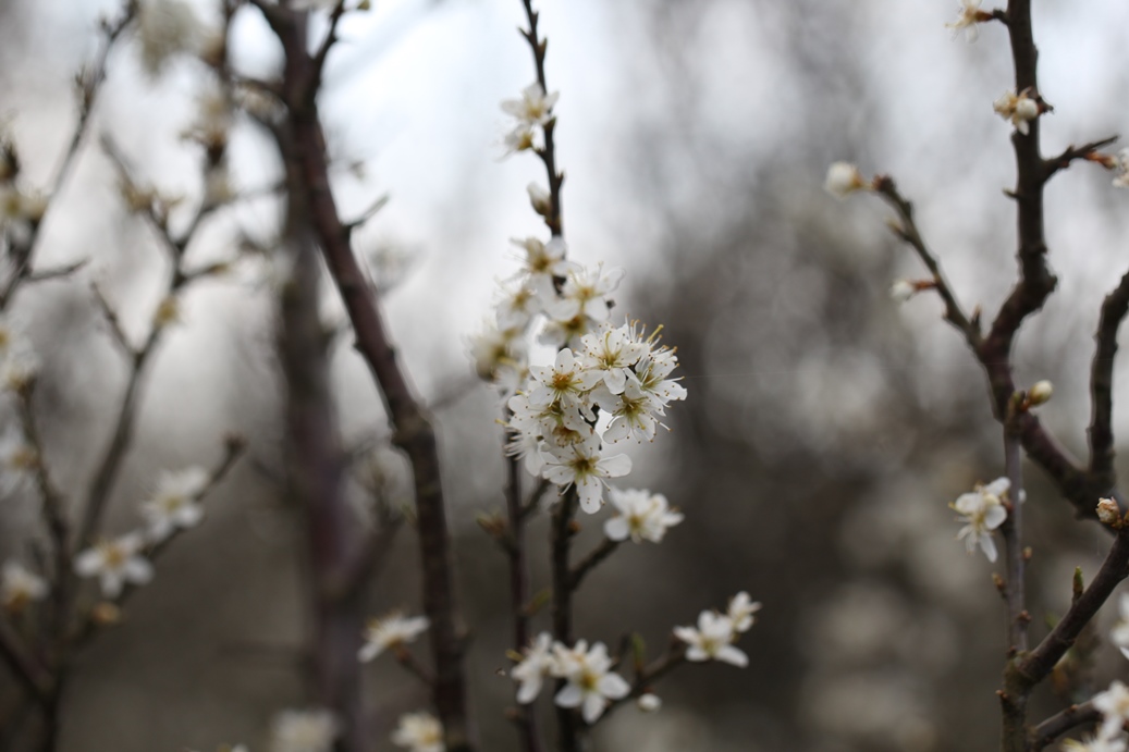 As a reminder ahead of the weekend, all National Trust parks and gardens are currently closed to restrict the spread of coronavirus, as well as built properties. Many of our car parks for countryside and coastal locations are now closed too.