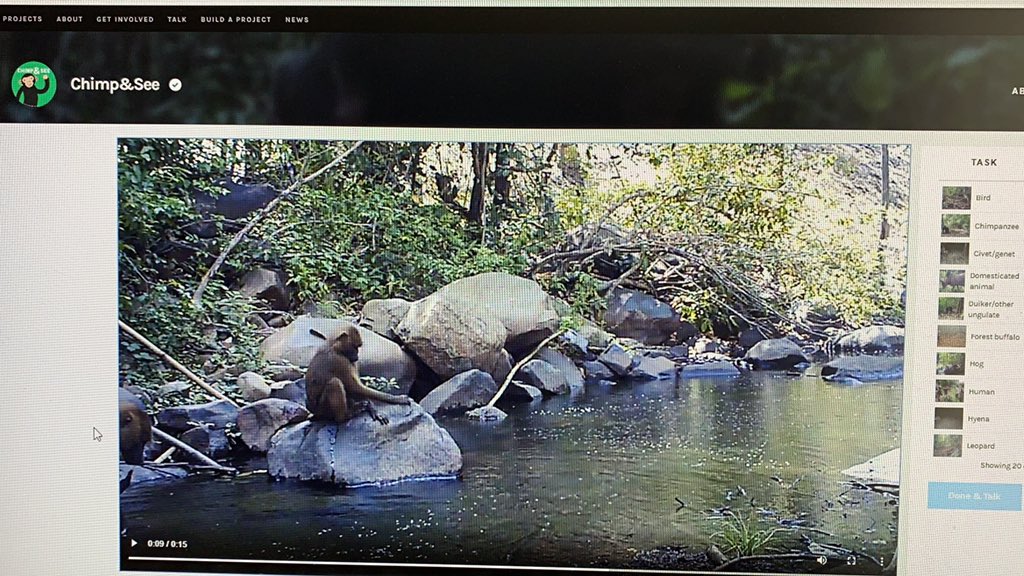 mark_redstrom's tweet photo. Happy there are still volunteer opportunities available while stuck at home. Had fun this morning (my kids enjoyed it too!) watching and classifying videos for @ChimpandSee thru @sagefoundation. #BigDayOnline @SageUSAmerica https://t.co/VNAuO9KPE0