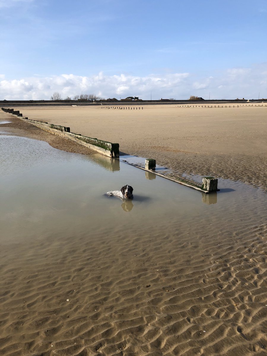 HayhurstBoo's tweet photo. Wow, out with man human and he took a photo #nohisthingreally #bless #MeetBoo #anotherwalk #beachdog #wetdog #socialdistancing #friday #funday #cooloff #happy #love https://t.co/7nWvesB5vg
