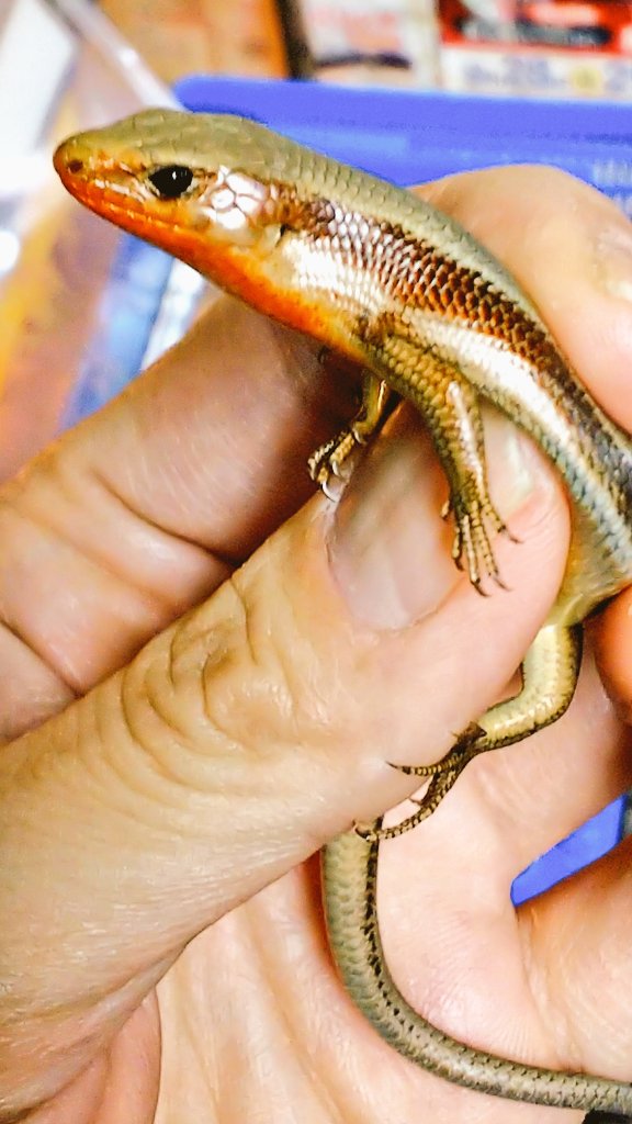 爬虫類 両生類専門店レプティリカス ニホントカゲ Prestiodon Japonicus 雄のみの入荷です Wc 今回はヒガシニホントカゲでは無くてニホントカゲの入荷です 日本本土の代表的なスキンクで 婚姻色が発色した雄は非常に美しく海外産のトカゲにも負けない