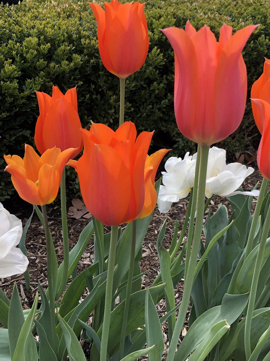 Philbrook's tweet photo. 🌼🥀🌸just🌼🌷💐🌺🌼🌻🌹🌷🥀🥀🌼a bunch 🌼💐💐🌼🌷🌸🥀🌼🥀🌸🌼🌹of flowers🌼🌸🥀🌸🌼🌷🌻💐🌸🌺🥀🌸to bless🌼🌷🌸🥀🌺🌸🌷the feed🌼🌷💐🌸🌺🥀🌸🌷💐🌸🌸🌺🌺🌸 https://t.co/gfQPZdmQ7r