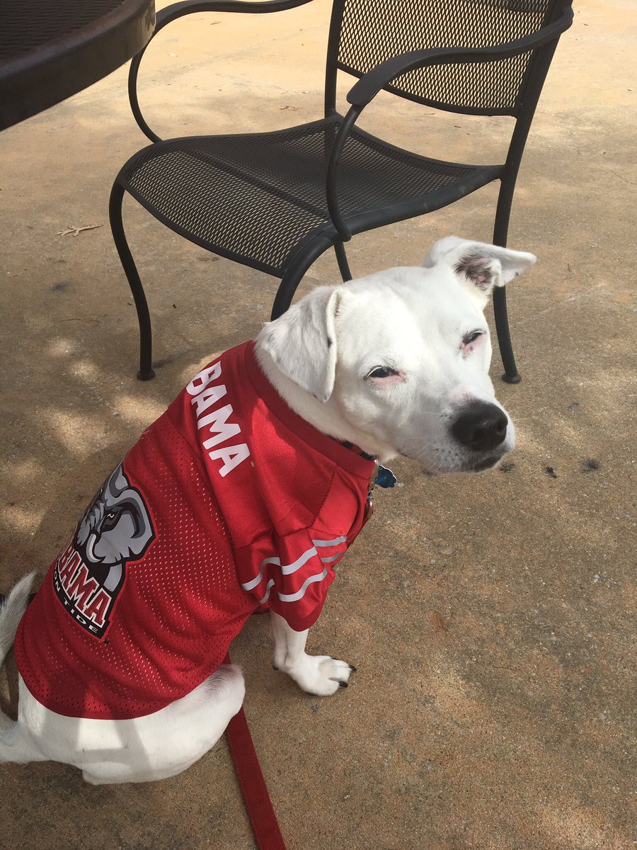 fplux5's tweet photo. @UAStudents Sadly she’s at home with my parents, but I really miss her! https://t.co/UbTS7pkntQ