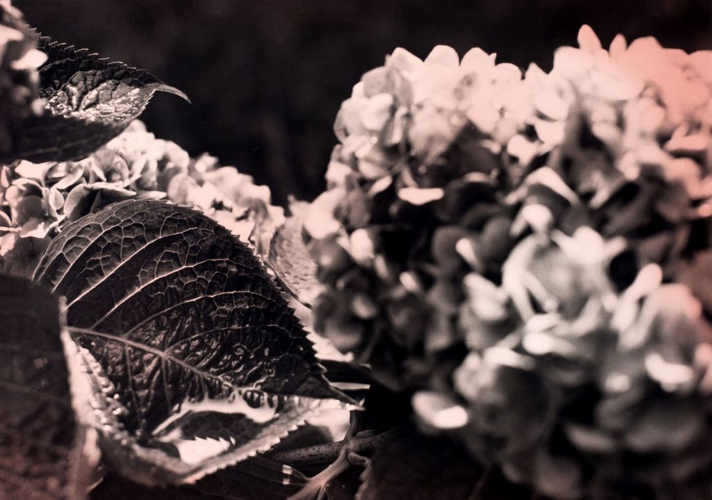 SCDesignStudios's tweet image. Dreaming of plants.
Wine-toned Hydrangea No. 1 Silver Gelatin Print #bwphoto #darkroomartist